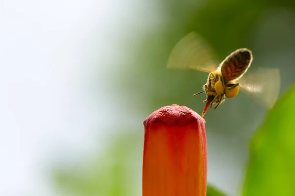 Mel abelha poliniza flor vermelha . — Fotografia de Stock