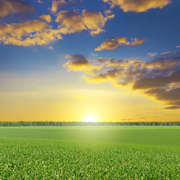 Эпический яркий рассвет над кукурузным полем . — стоковое фото