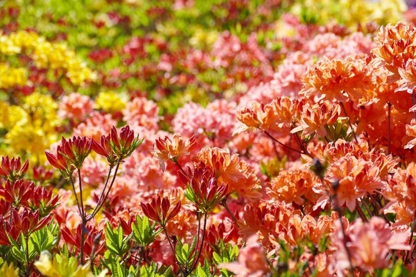 Blooming flowers of rhododendron - pink, red, yellow. — Stock Photo, Image