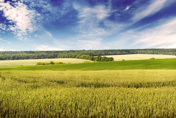 Toned pole pszenicy i błękitne niebo w stylu vintage — Zdjęcie stockowe
