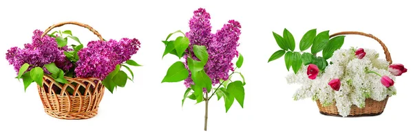 Set lilacs in basket isolated on white — Stock Photo, Image