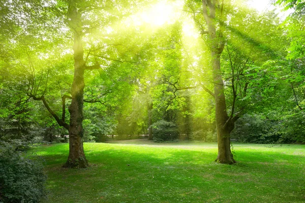 Luz solar através de folhas árvores no parque . — Fotografia de Stock