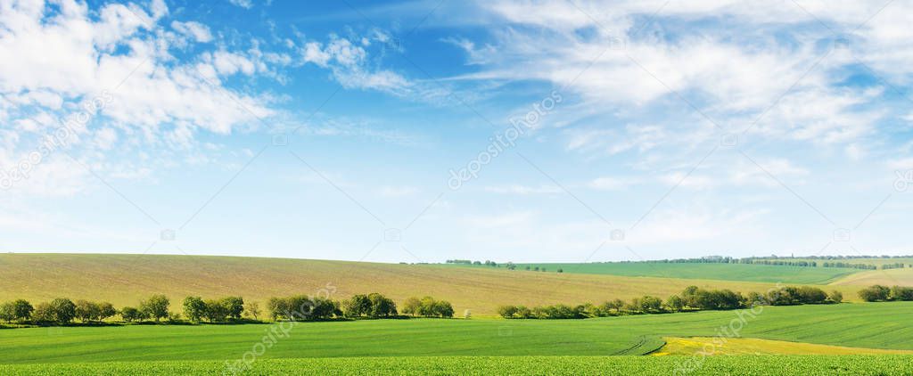 Green spring corn field and blue sky