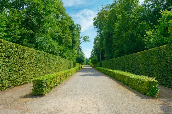 高树篱在公园在德国. — 图库照片