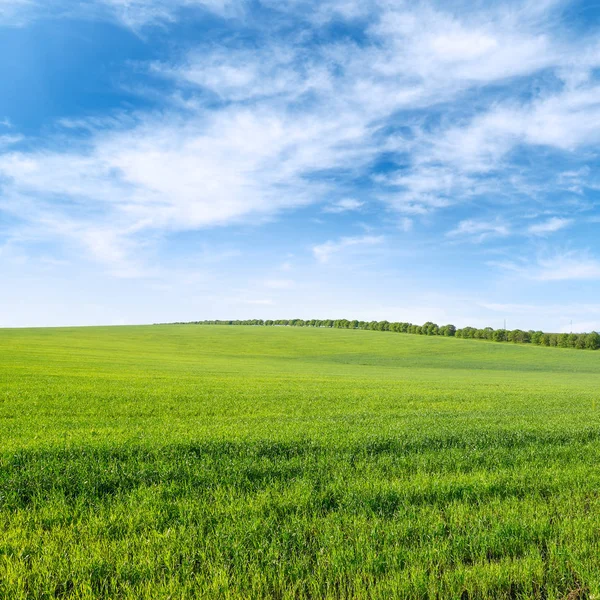 Campo di grano verde primaverile e cielo blu con nuvole . — Foto Stock