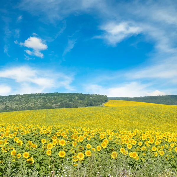 Sunflower field and blue sky. — Stock Photo, Image