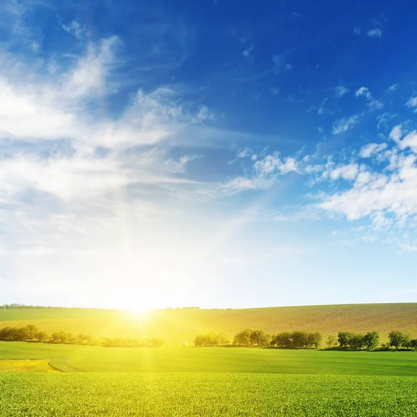 Helle Morgendämmerung über Maisfeld. — Stockfoto