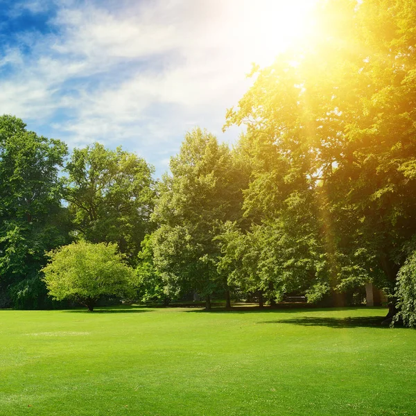 El sol brillante del verano ilumina los árboles cubiertos del parque y la hierba —  Fotos de Stock