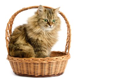 Beyaz sepetin içinde yalnız başına oturan üzgün kedi.