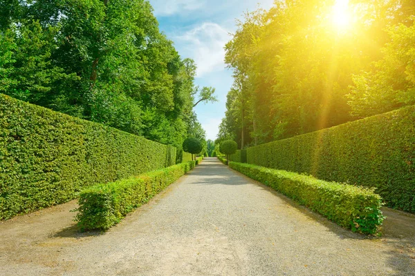 Bright sun illuminates the alley in the city's public park — Stock Photo, Image