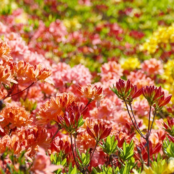 Çiçekler açan rhododendron - pembe, kırmızı, sarı. — Stok fotoğraf