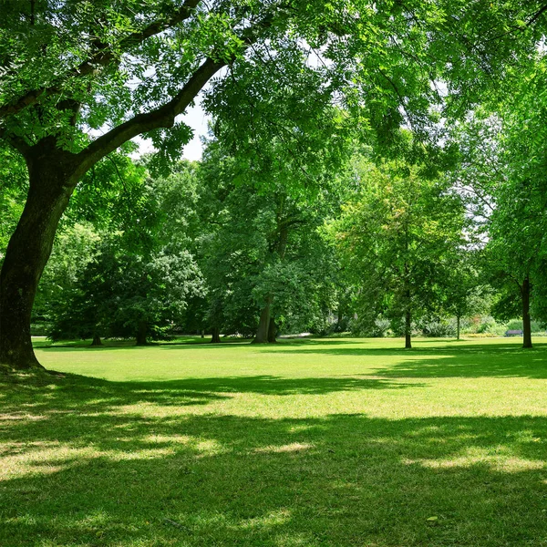 Beautiful meadow in park — Stock Photo, Image