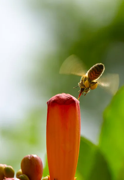 Honey Bee Pollinates Flower Copy Space — Stock Photo, Image