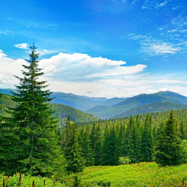 Arka Planda Yüksek Dağlarda Güzel Çam Ağaçları Karpatlar — Stok fotoğraf