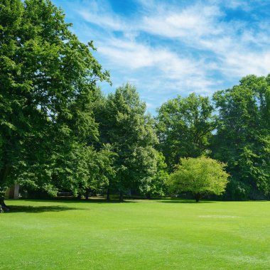 Parkta çimlerle kaplı yeşil açıklık. Boşluğu kopyala