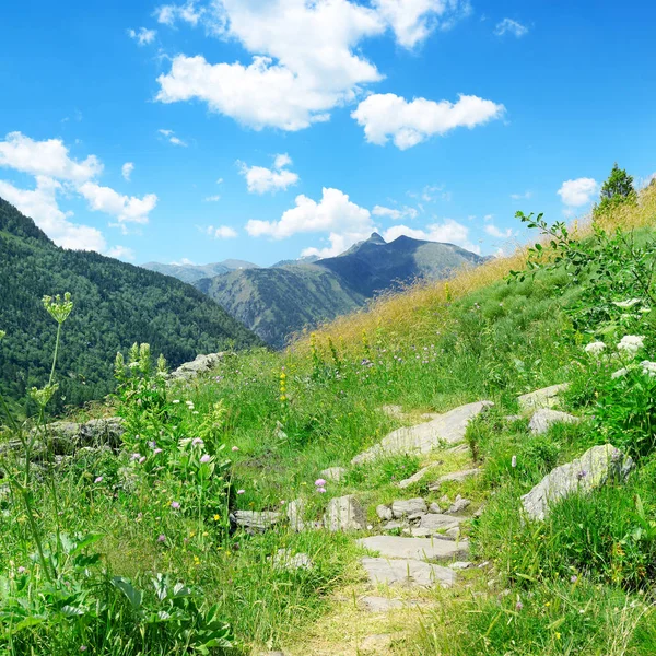 Paisaje Montaña Con Hierba Verde Flores Andorra Pirineos —  Fotos de Stock