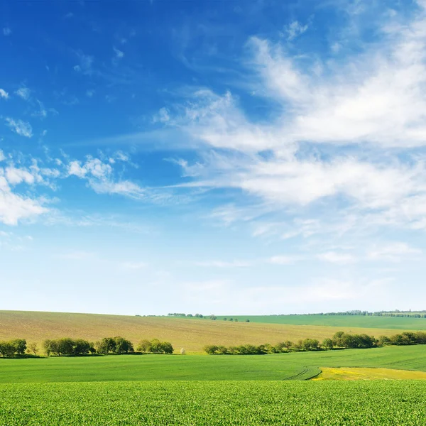 Campo Milho Verde Primavera Céu Azul Espaço Cópia — Fotografia de Stock