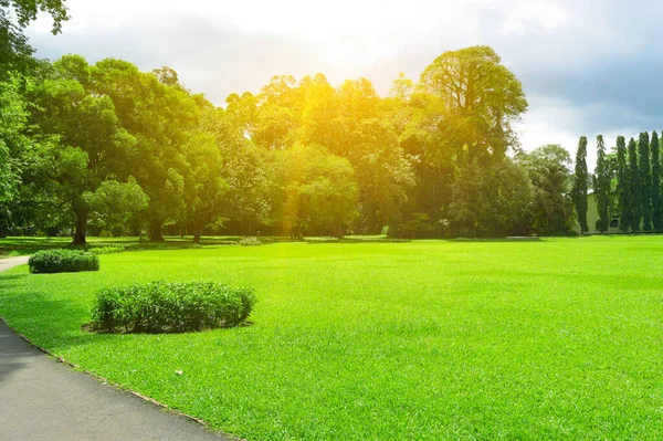 Malebný Letní Park Velkou Mýtinou Pokrytou Zelenou Trávou — Stock fotografie