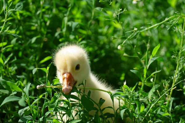 Baby Goose Eats Green Juicy Grass Lawn Copy Space — Stock Photo, Image
