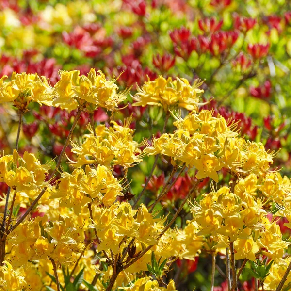 Blühende Blüten Des Rhododendrons Rot Und Gelb Floraler Hintergrund — Stockfoto