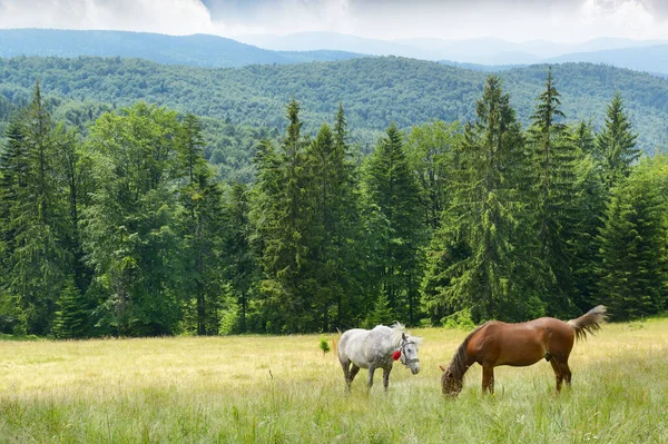 Belos Cavalos Pastam Pasto Montanhas Cárpatas — Fotografia de Stock