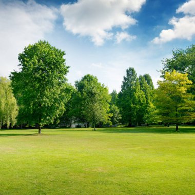 Şehir parkında resim yeşili bir açıklık. Çimenler ve ağaçlar. Boşluğu kopyala.