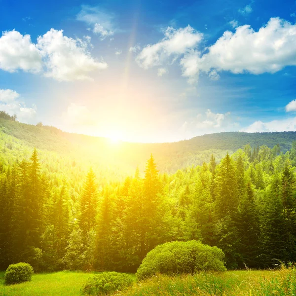 Bright Dawn Valley Overgrown Old Firs Carpathian Mountains — Stock Photo, Image