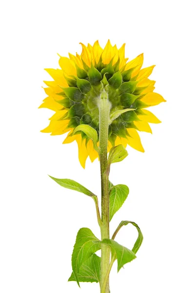 Kwiat Łodyga Słonecznika Izolowane Białym Tle Widok Tyłu — Zdjęcie stockowe
