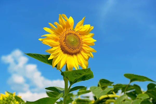 Leuchtend Gelbe Sonnenblume Blume Auf Azurblauem Himmel Hintergrund — Stockfoto