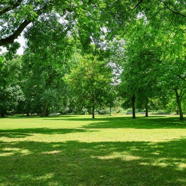 Parktaki güzel çayır