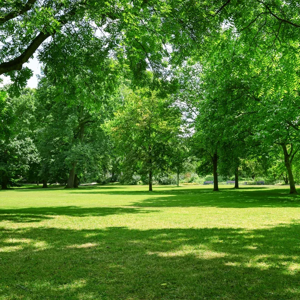 Piękna Łąka Parku — Zdjęcie stockowe