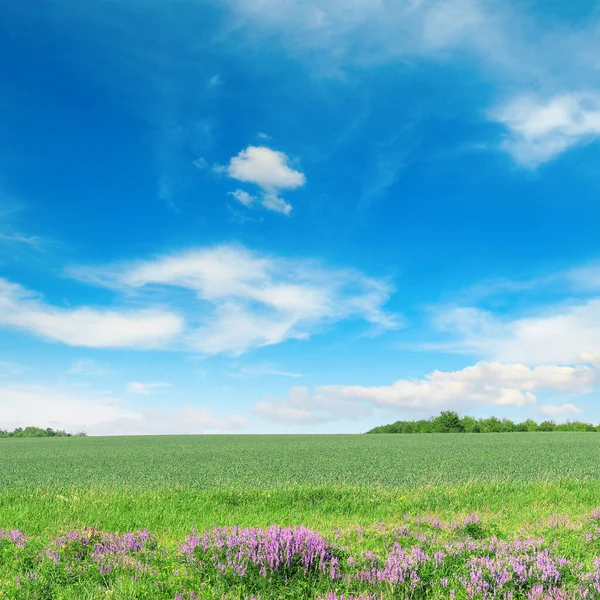 Campo Trigo Primavera Verde Cielo Azul Copiar Espacio — Foto de Stock