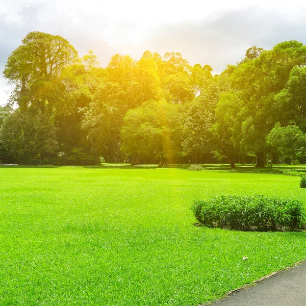 Malebný Letní Park Velkou Mýtinou Pokrytou Trávou — Stock fotografie