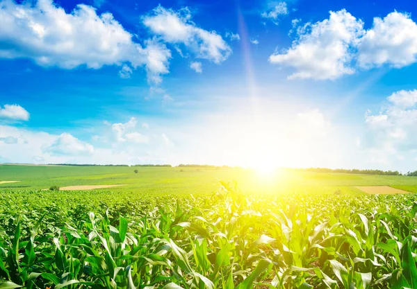 Salida Del Sol Sobre Campo Maíz Verano — Foto de Stock