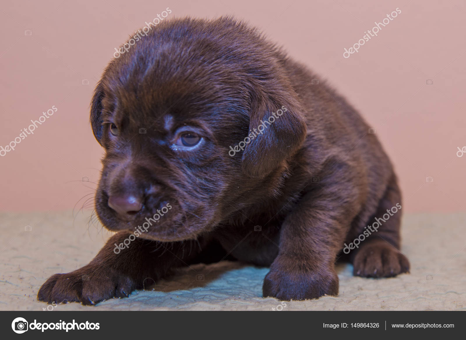 Mignon Petit Chiot Chihuahua Assis Petit Chien De Poche