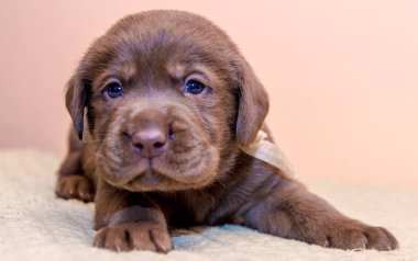 Köpek yavrusu retriever labrador retriever köpek kahverengi çikolata rengi