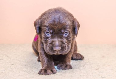 Köpek yavrusu retriever labrador retriever köpek kahverengi çikolata rengi