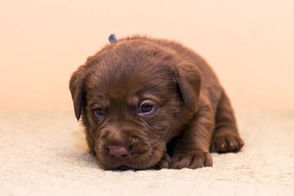 Cachorro retriever labrador retriever perro marrón chocolate color — Foto de Stock