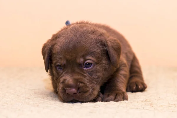 Welpen Retriever Labrador Retriever Hund braune Schokoladenfarbe — Stockfoto