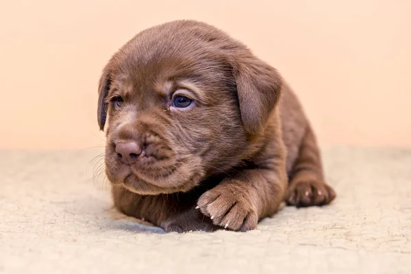 Štěně retrívra Labradorský retrívr pes hnědá čokoládová barva — Stock fotografie