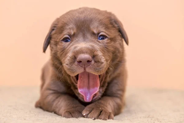 Puppy retriever labrador retriever dog brown chocolate color — Stock Photo, Image