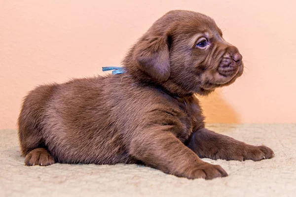 Cachorro retriever labrador retriever perro marrón chocolate color —  Fotos de Stock