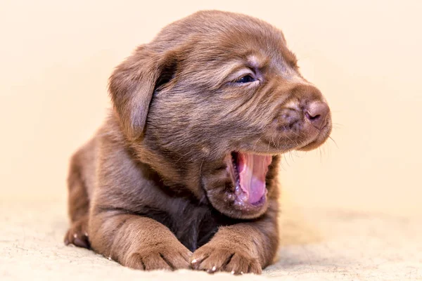 Puppy retriever labrador retriever hond bruine chocolade kleur — Stockfoto