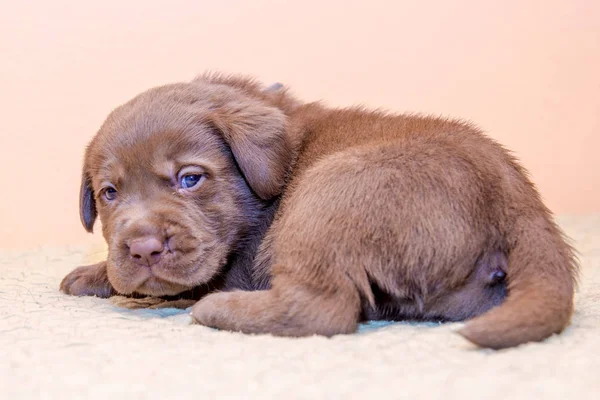 Puppy retriever labrador retriever dog brown chocolate color — Stock Photo, Image