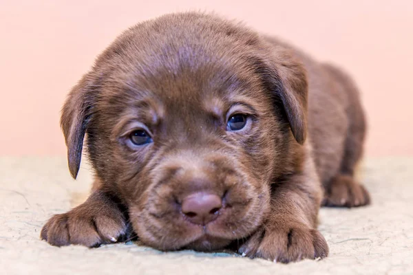 Štěně retrívra Labradorský retrívr pes hnědá čokoládová barva — Stock fotografie