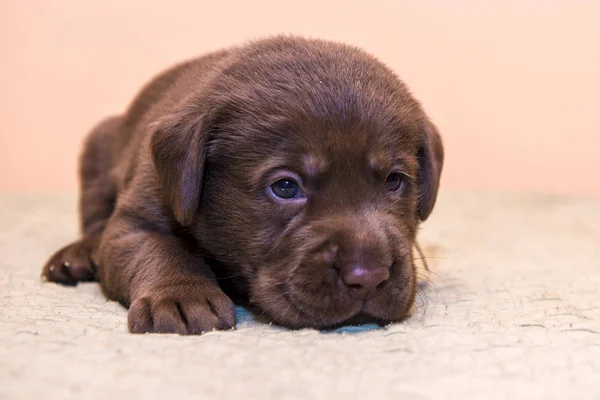 Filhote de cachorro retriever labrador retriever cão marrom chocolate cor — Fotografia de Stock