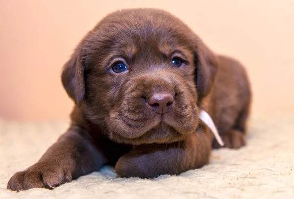子犬レトリーバー ラブラドール ・ レトリバー犬茶色チョコレート色 — ストック写真