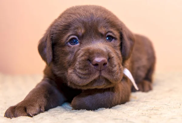 Cachorro retriever labrador retriever perro marrón chocolate color —  Fotos de Stock