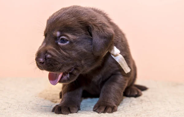 Szczeniak retriever labrador retriever pies brązowy czekoladowy kolor — Zdjęcie stockowe
