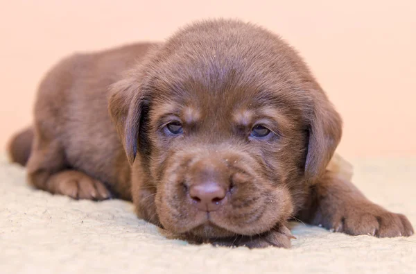 Cachorro retriever labrador retriever perro marrón chocolate color —  Fotos de Stock